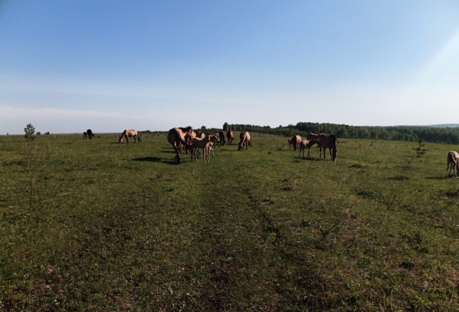 «Агростартап» помог фермеру заняться разведением лошадей башкирской породы