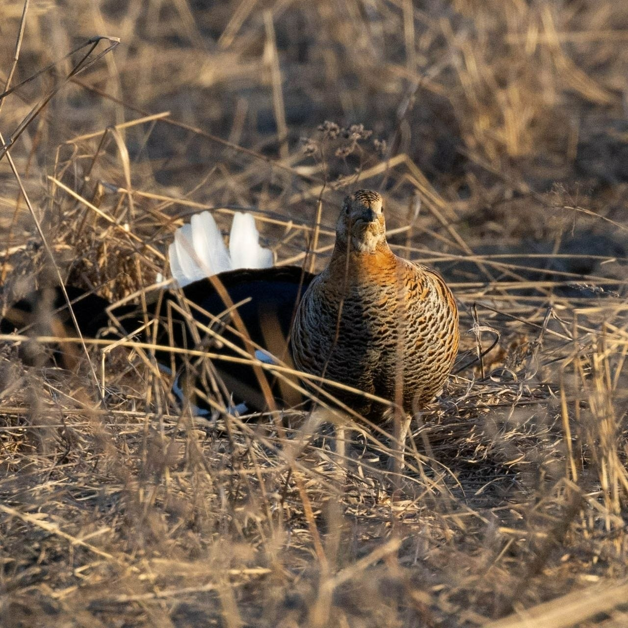 В Башкирии сняли, как тетерева добиваются внимания и любви тетёрок