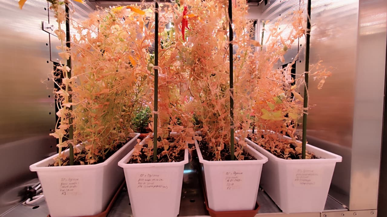 В Межвузовском кампусе Уфы завершен успешный эксперимент по гибридизации гороха