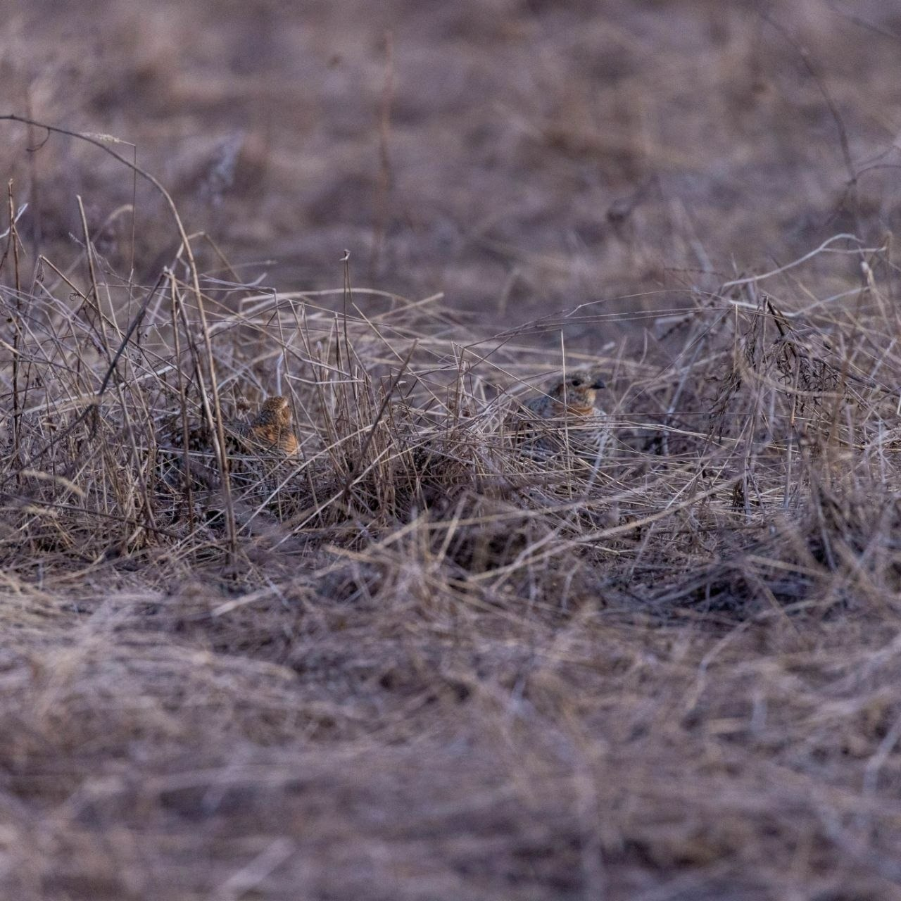 В Башкирии сняли, как тетерева добиваются внимания и любви тетёрок