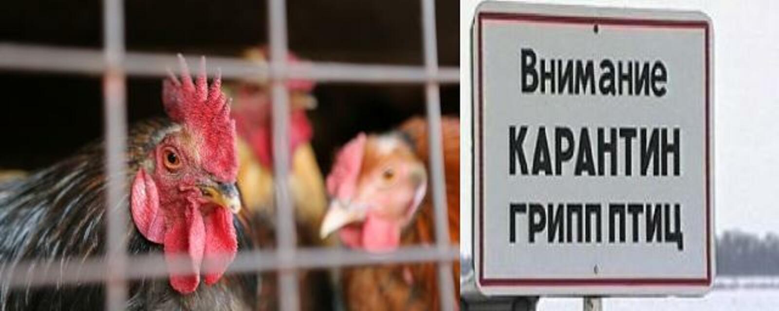 В республике  зарегистрирован случай заражения птичьим гриппом