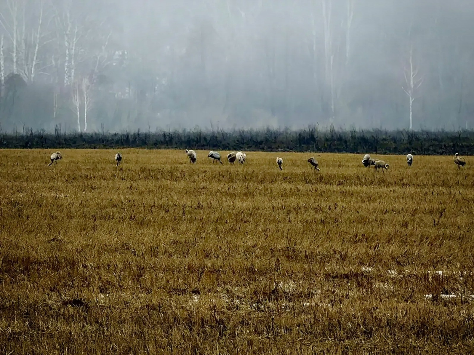 В Башкирии засняли уникальный танец журавлей