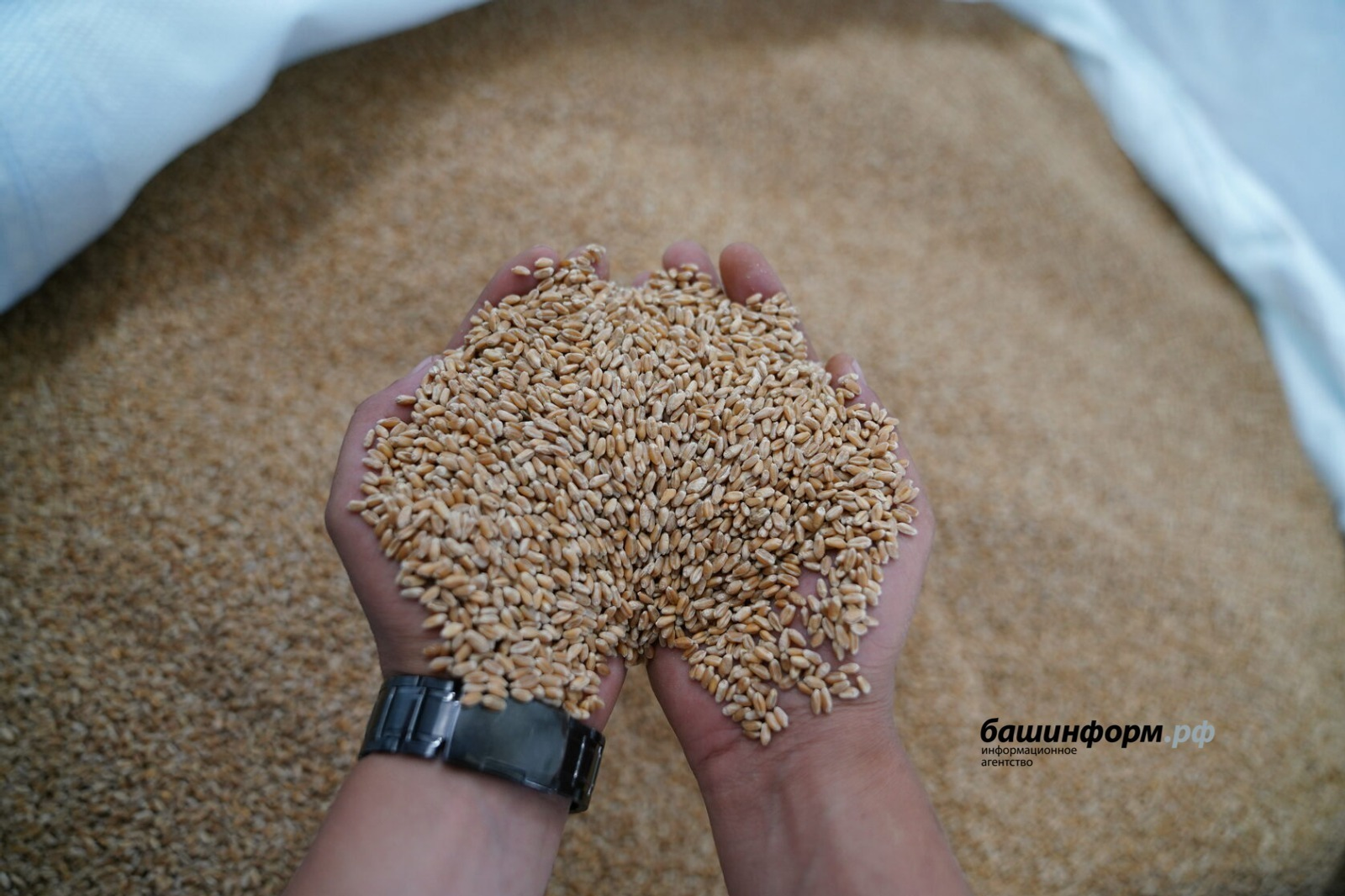 Башкирская пшеница пользуется большим спросом в Казахстане