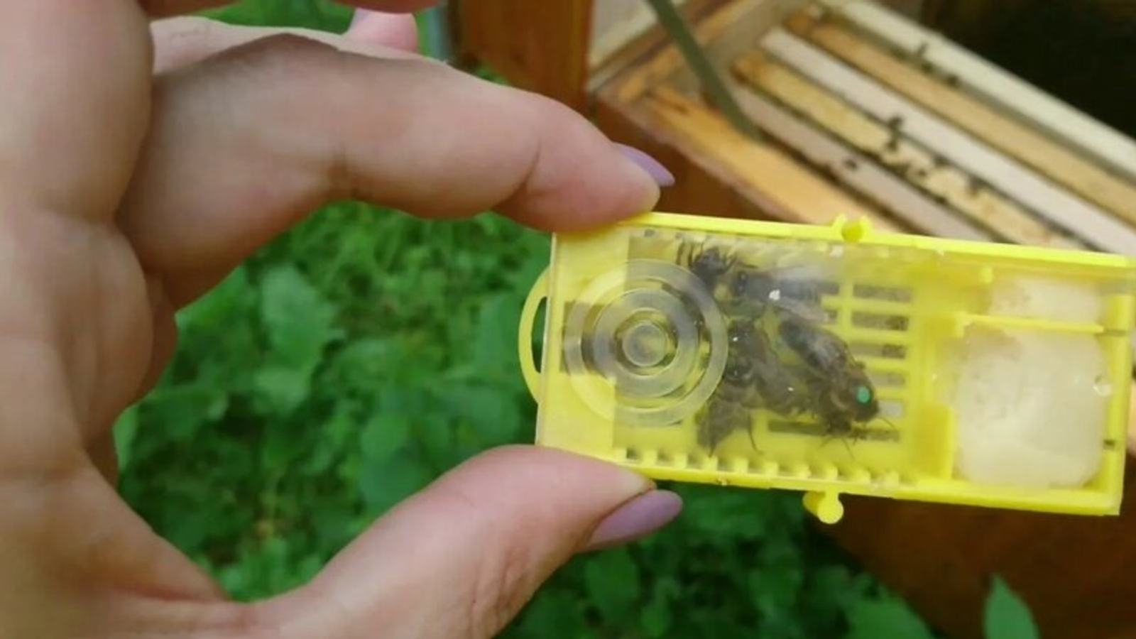 В Иорданию впервые экспортировали пчеломаток башкирской пчелы