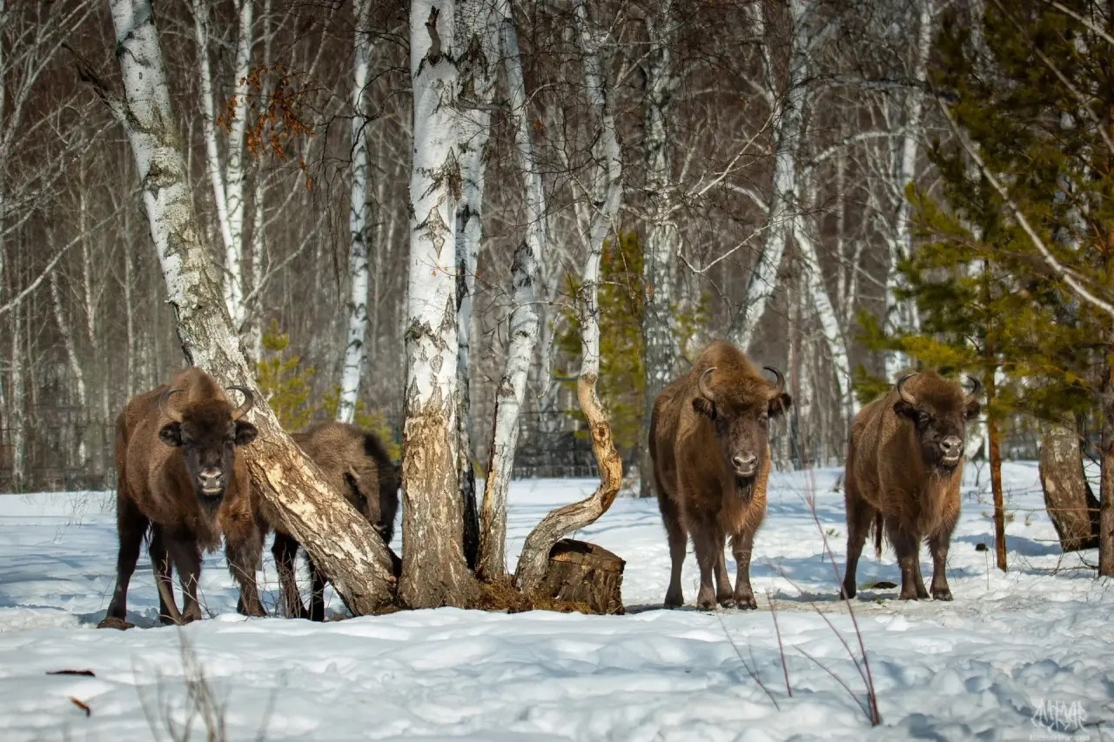 Проект по разведению зубров в Башкирии получил грант Президентского фонда