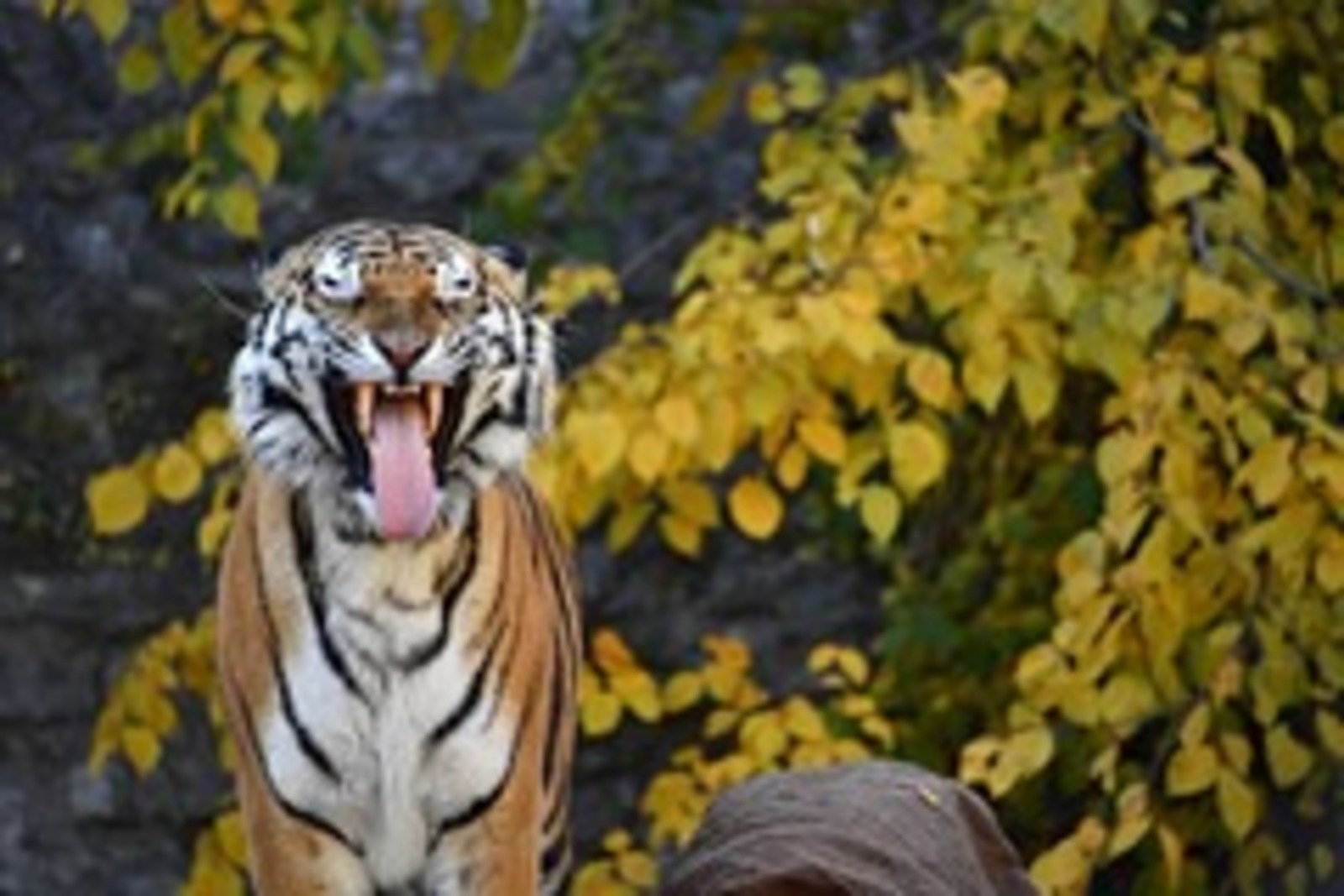 Путин заявил об увеличении численности амурских тигров