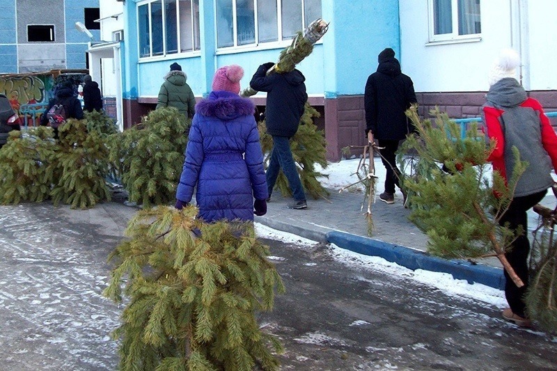 Вторая жизнь старой ёлки: кто и зачем в Башкирии собирает хвойные деревья на переработк