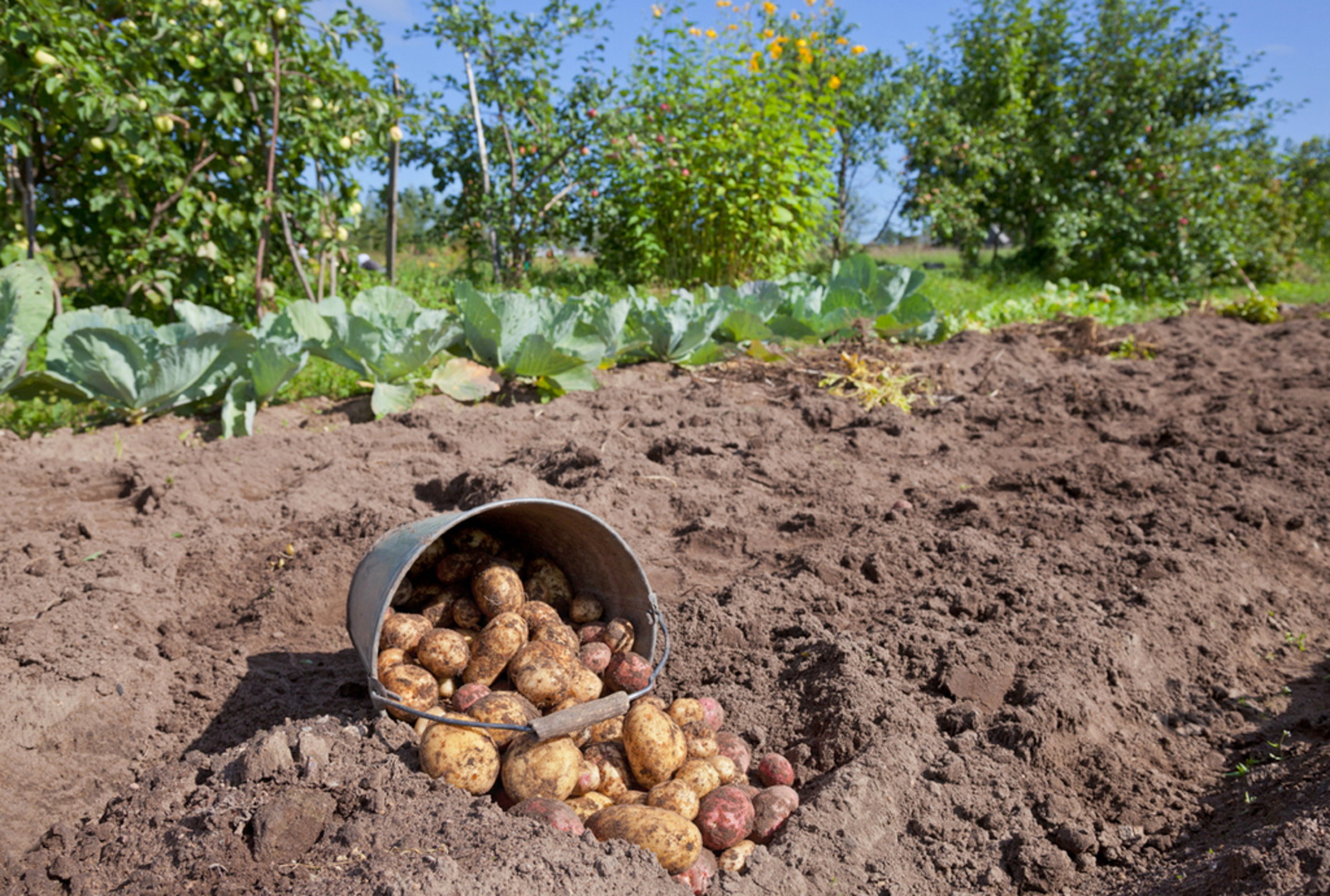 В Башкортостане будут поддерживать выращивание овощей на приусадебных и садовых участках и ЛПХ