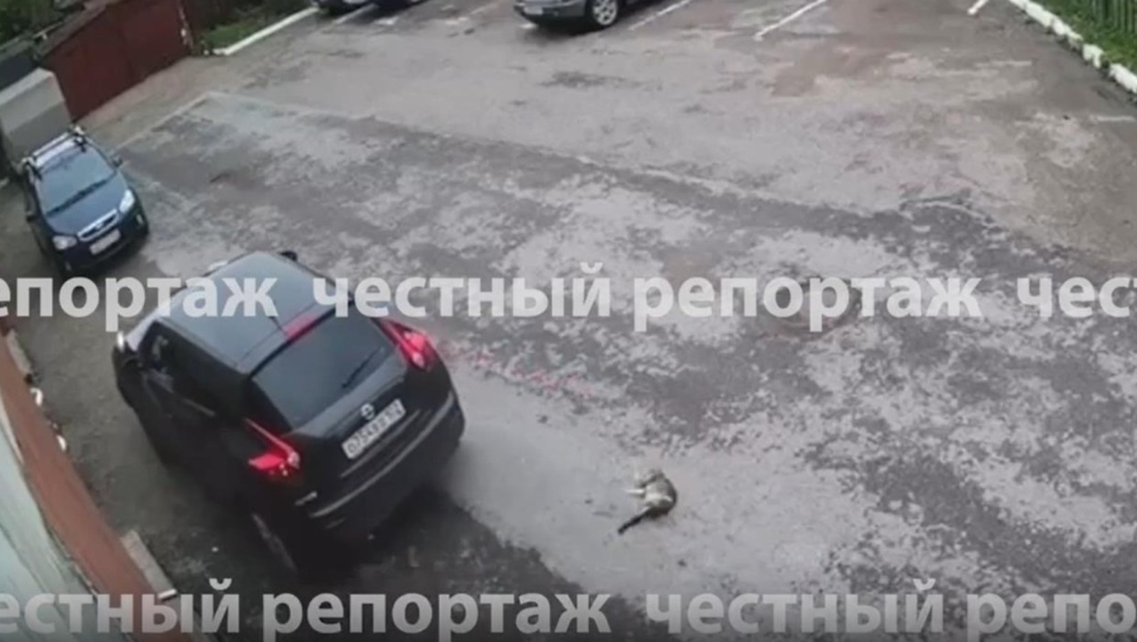 В Уфе дважды наехавшая на кошку женщина может лишиться прав