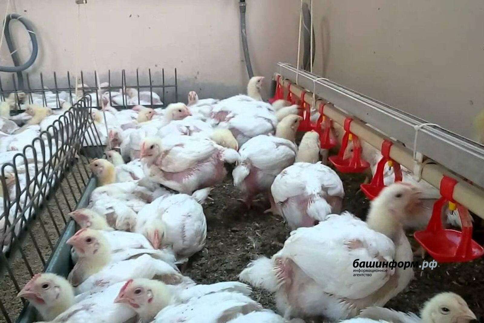 Из Башкирии в страны Таможенного союза отправили 50 тысяч цыплят и гусят