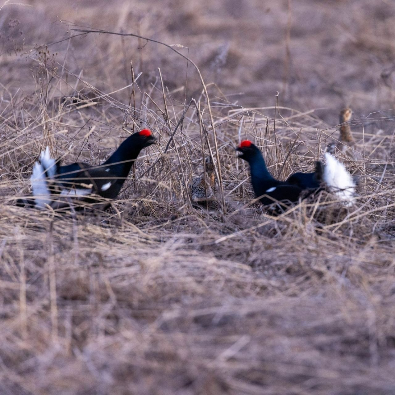 В Башкирии сняли, как тетерева добиваются внимания и любви тетёрок