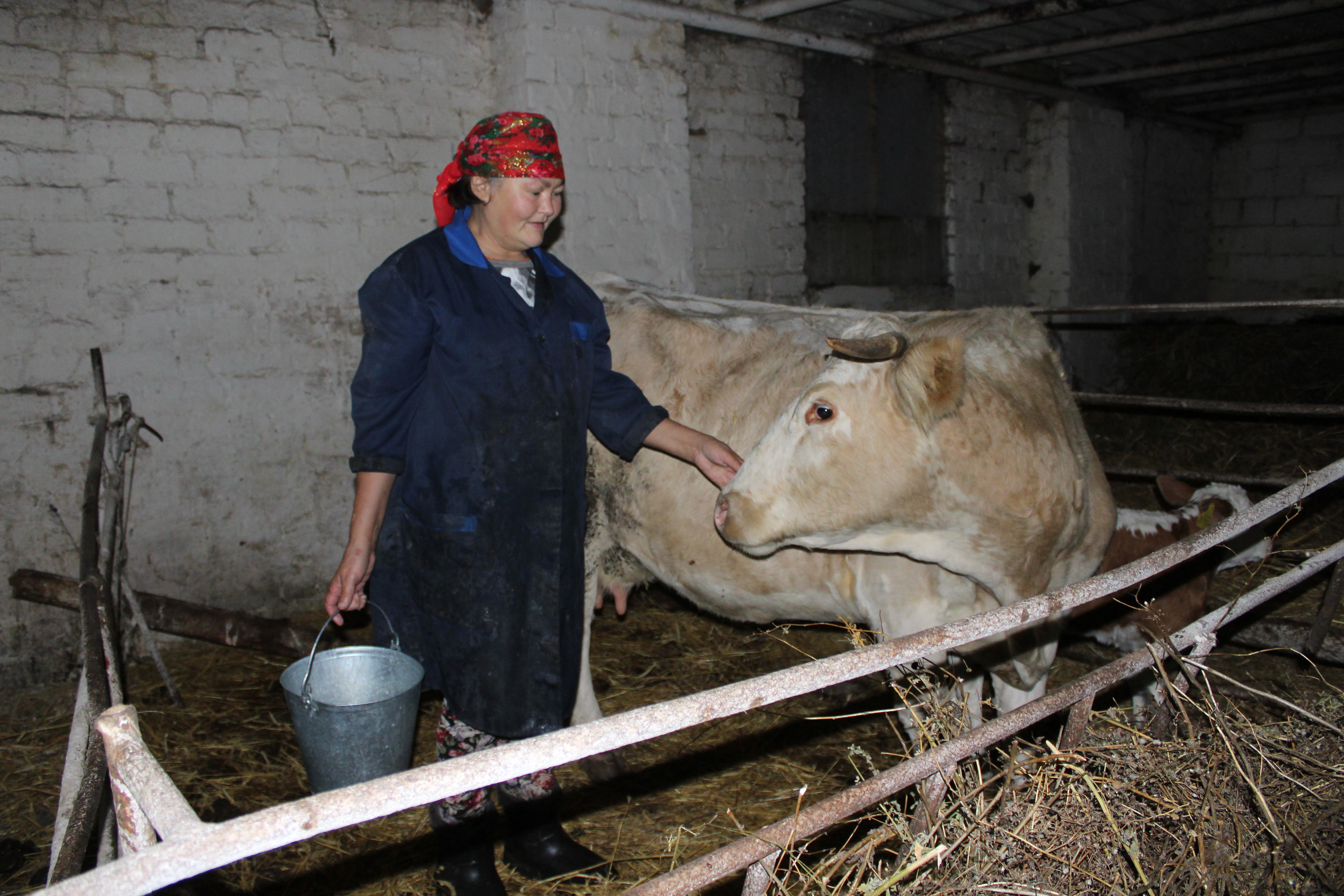 В Башкирии работает дружный коллектив животноводов