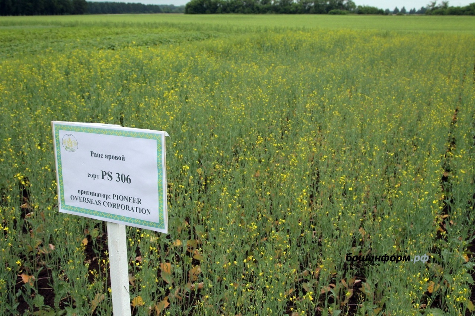 В Китае популярно рапсовое масло из Башкирии