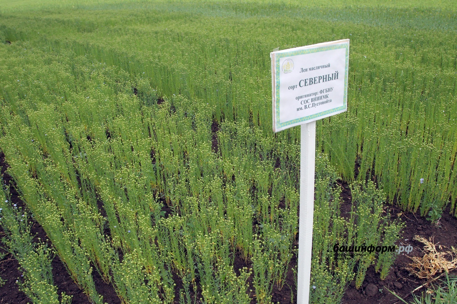 Башкирский лен пользуется спросом в Латвии