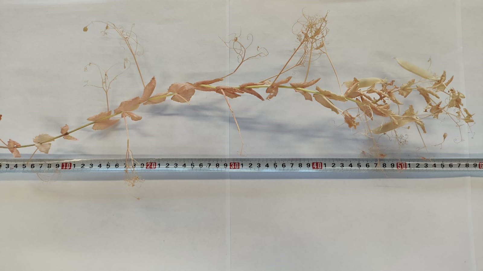 В Межвузовском кампусе Уфы завершен успешный эксперимент по гибридизации гороха