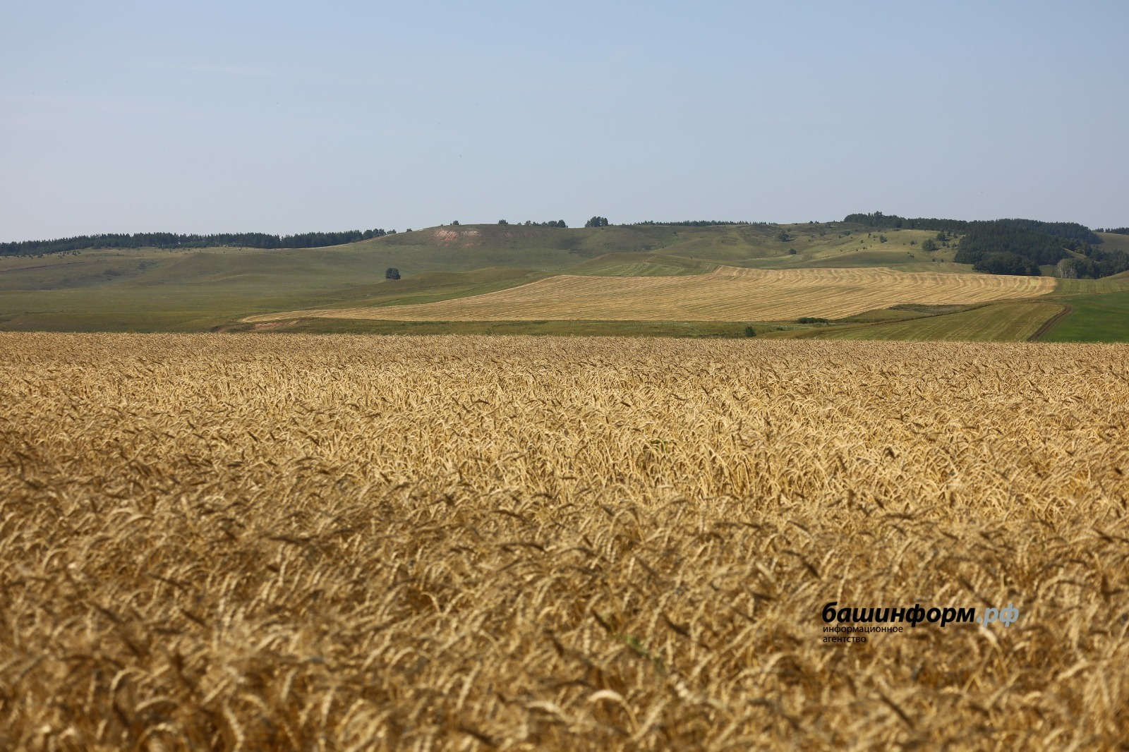 Башкирская пшеница востребована в Азербайджане