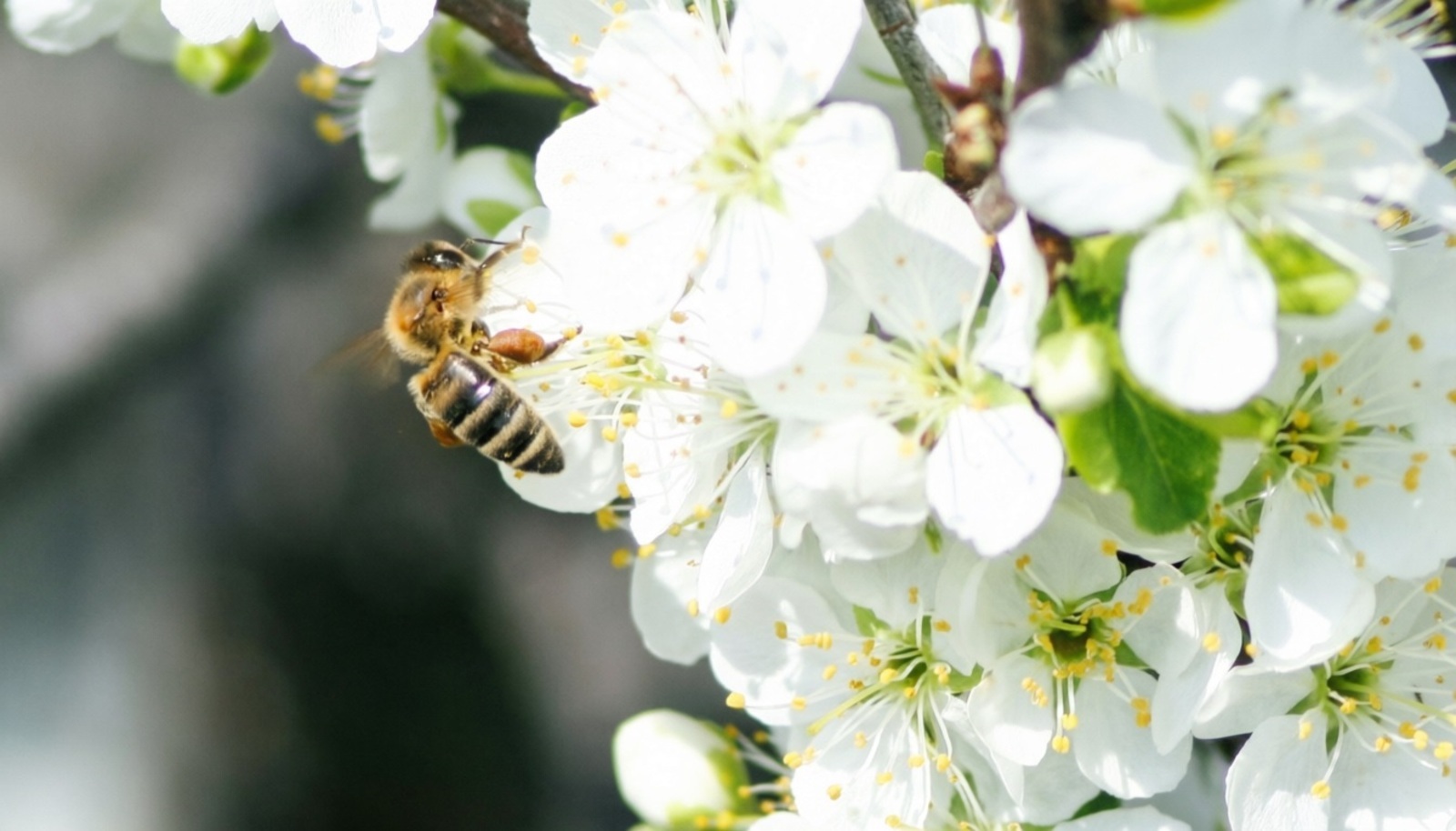 В Узбекистане будут лечить с помощью пчёл из Башкирии