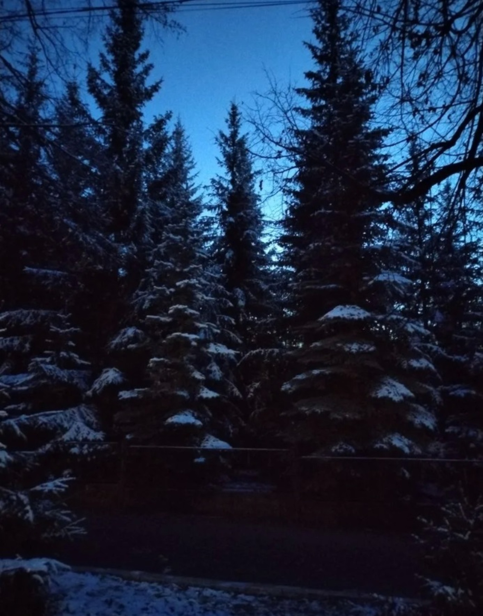 Операция «Ель-2025»