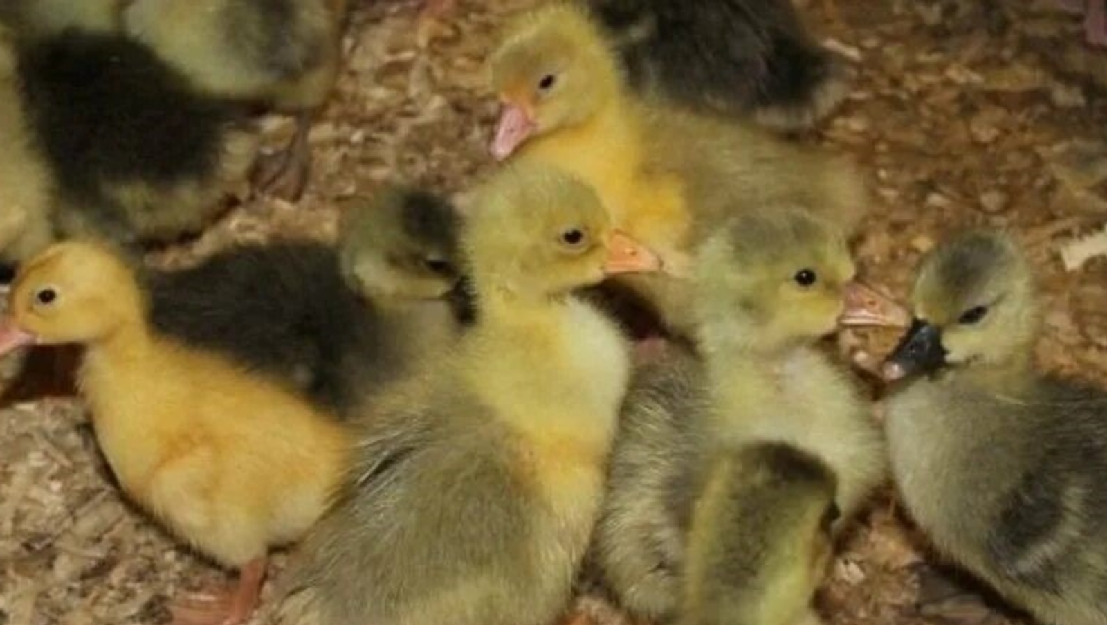 Башкирия экспортировала 85 тысяч голов молодняка птиц за три месяца